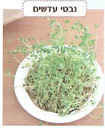 (בספר איור של:)